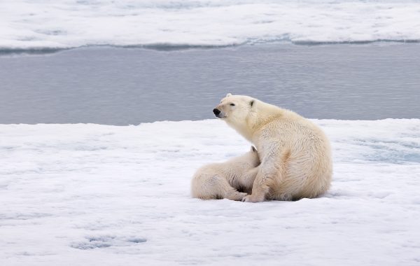 Arctic Mammals