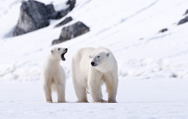 Arctic Mammals