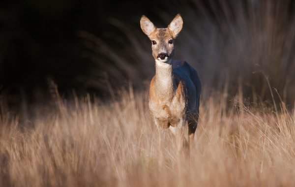 Dutch Deer