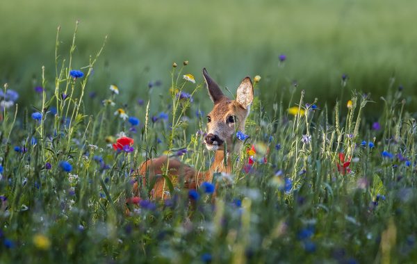 Dutch Deer