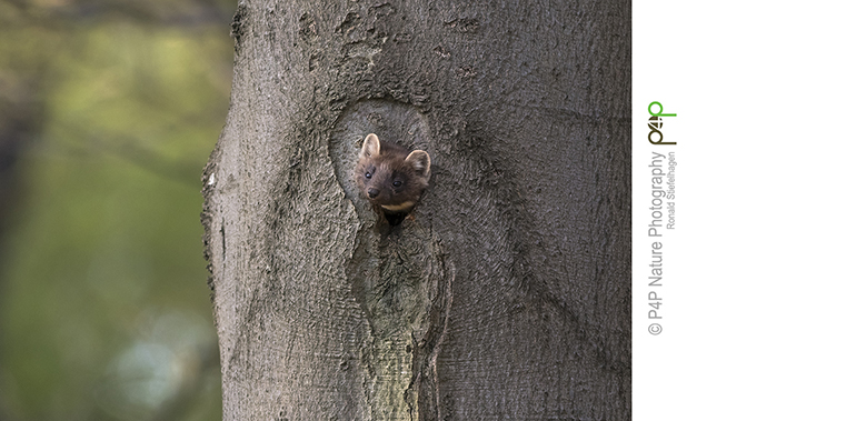 Boommarter seizoen 2017 van start
