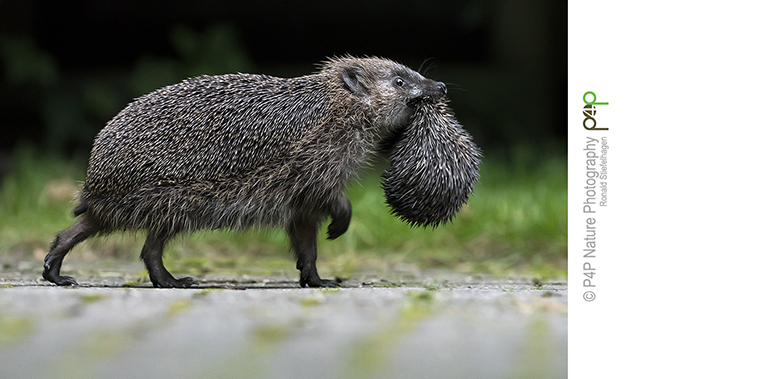 DeelDeNatuur Foto van de Maand