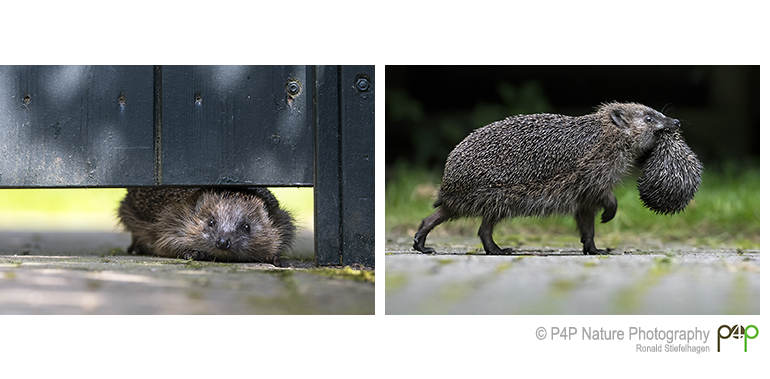 Finaleplaatsen in Lowland Photo Contest 2017